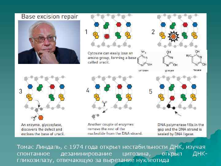 Томас Линдаль, с 1974 года открыл нестабильности ДНК, изучая спонтанное дезаминирование цитозина, открыл ДНКгликозилазу,