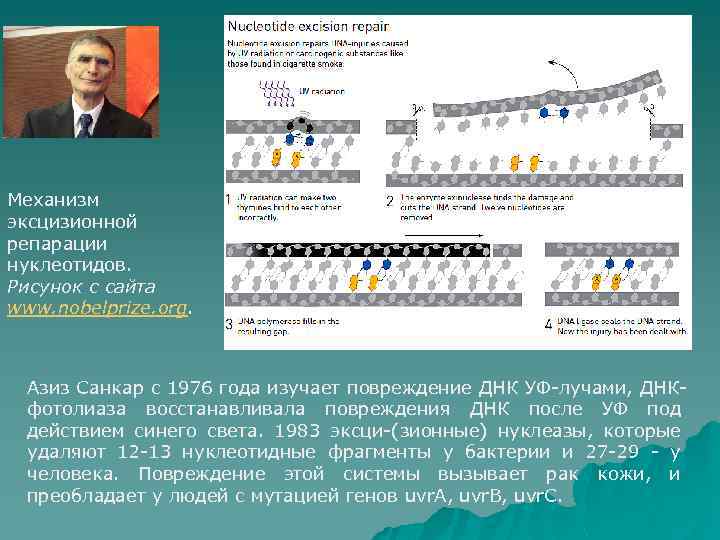 Механизм эксцизионной репарации нуклеотидов. Рисунок с сайта www. nobelprize. org. Азиз Санкар с 1976