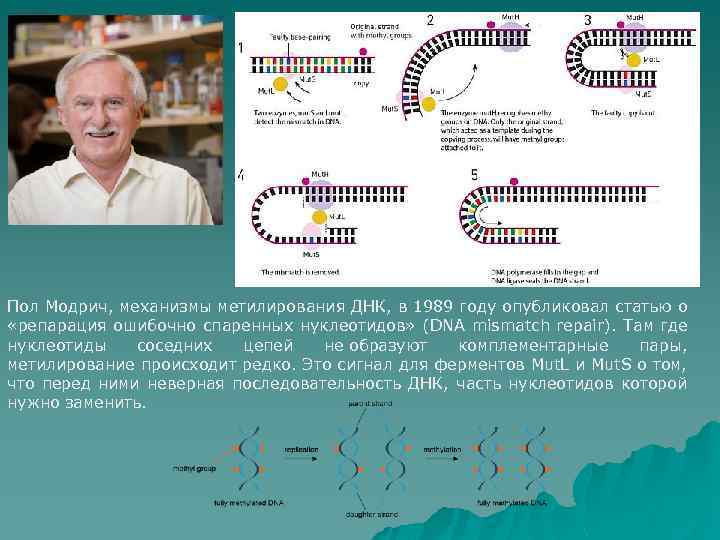 Пол Модрич, механизмы метилирования ДНК, в 1989 году опубликовал статью о «репарация ошибочно спаренных
