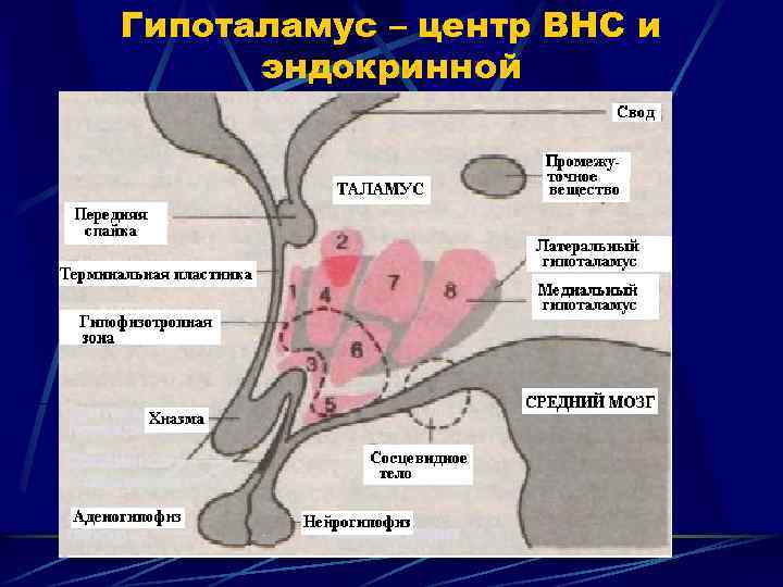 Гипоталамус – центр ВНС и эндокринной 