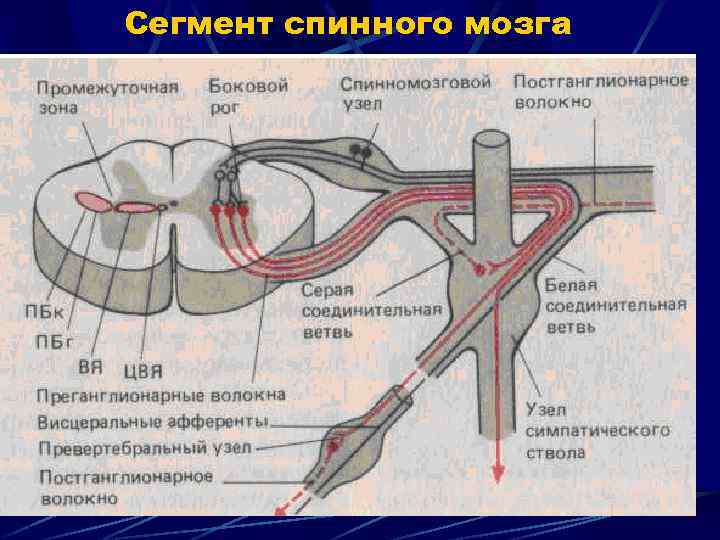 Сегмент спинного мозга 
