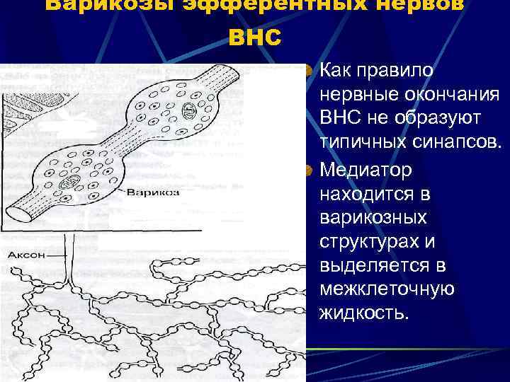 Варикозы эфферентных нервов ВНС Как правило нервные окончания ВНС не образуют типичных синапсов. Медиатор