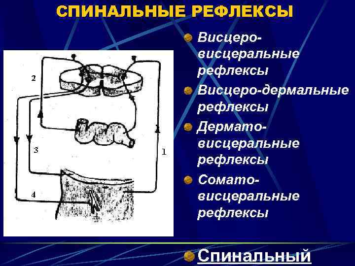 СПИНАЛЬНЫЕ РЕФЛЕКСЫ Висцеровисцеральные рефлексы Висцеро-дермальные рефлексы Дерматовисцеральные рефлексы Соматовисцеральные рефлексы Спинальный 