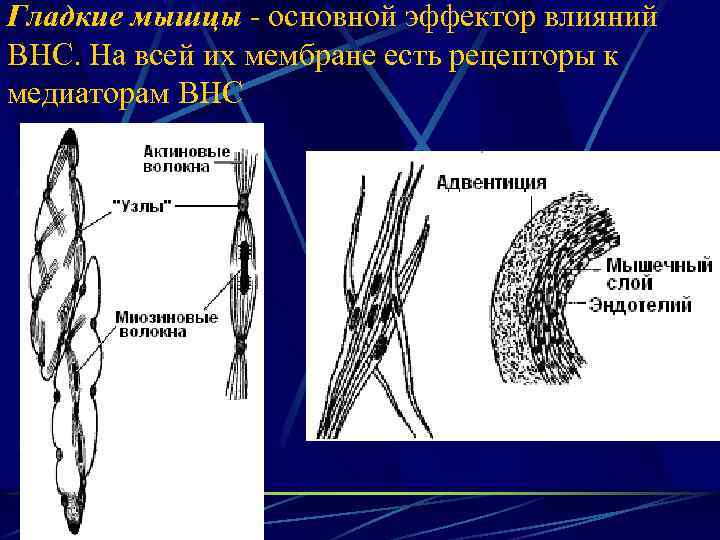 Гладкие мышцы - основной эффектор влияний ВНС. На всей их мембране есть рецепторы к