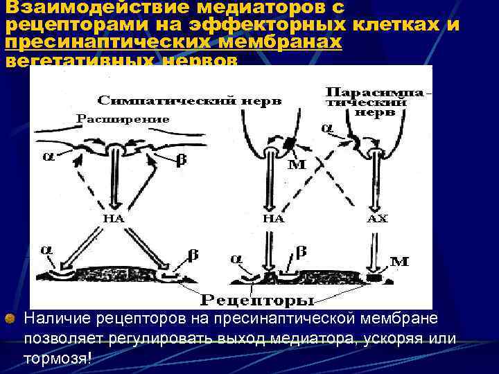 Взаимодействие медиаторов с рецепторами на эффекторных клетках и пресинаптических мембранах вегетативных нервов Наличие рецепторов