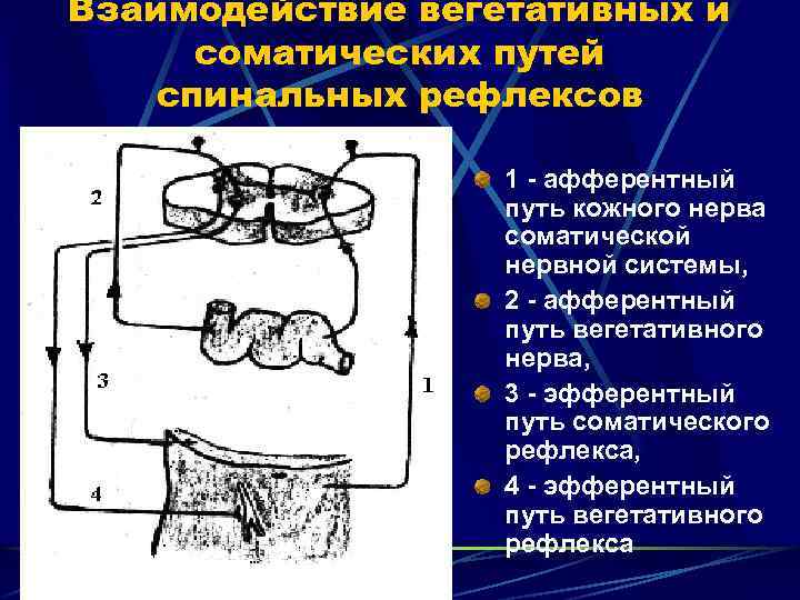 Взаимодействие вегетативных и соматических путей спинальных рефлексов 1 - афферентный путь кожного нерва соматической