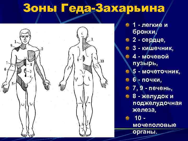 Зоны Геда-Захарьина 1 - легкие и бронхи, 2 - сердце, 3 - кишечник, 4