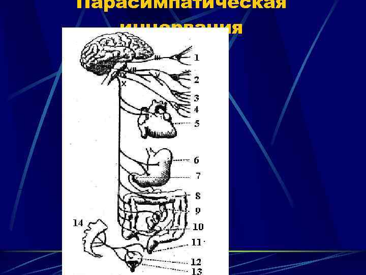 Парасимпатическая иннервация 