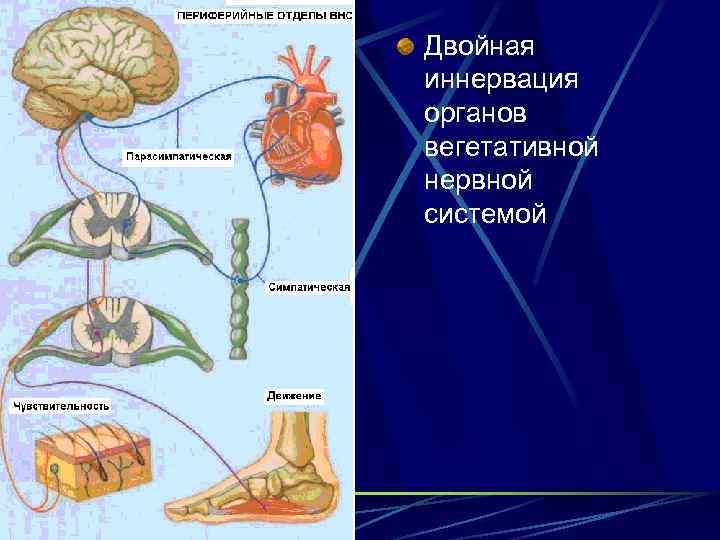 Двойная иннервация органов вегетативной нервной системой 