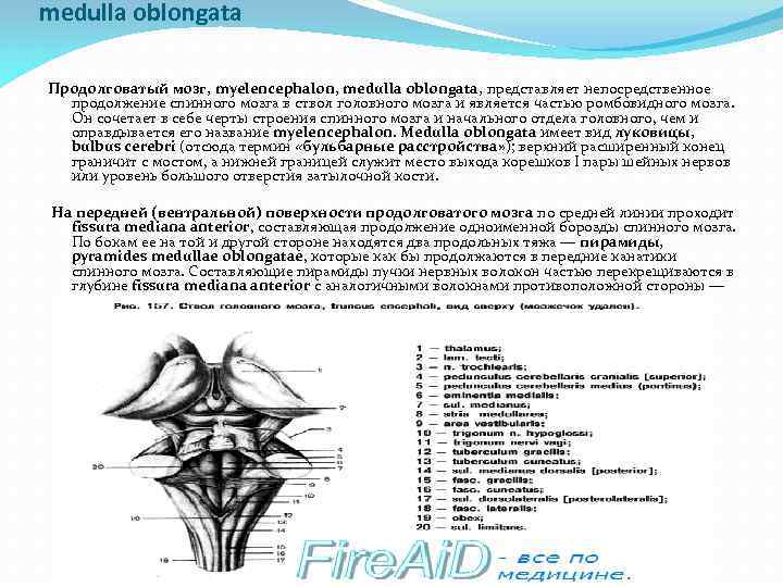 medulla oblongata Продолговатый мозг, myelencephalon, medulla oblongata, представляет непосредственное продолжение спинного мозга в ствол