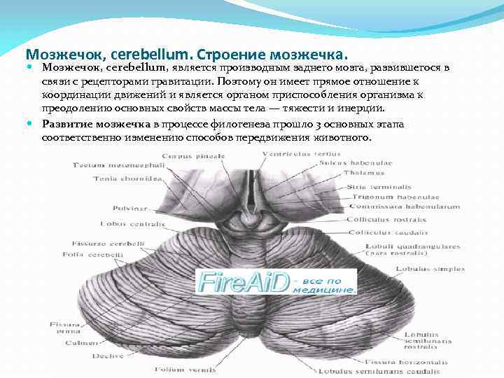 Мозжечок, cerebellum. Строение мозжечка. Мозжечок, cerebellum, является производным заднего мозга, развившегося в связи с