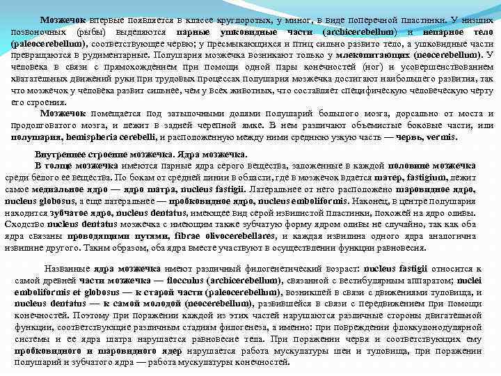 Мозжечок впервые появляется в классе круглоротых, у миног, в виде поперечной пластинки. У низших