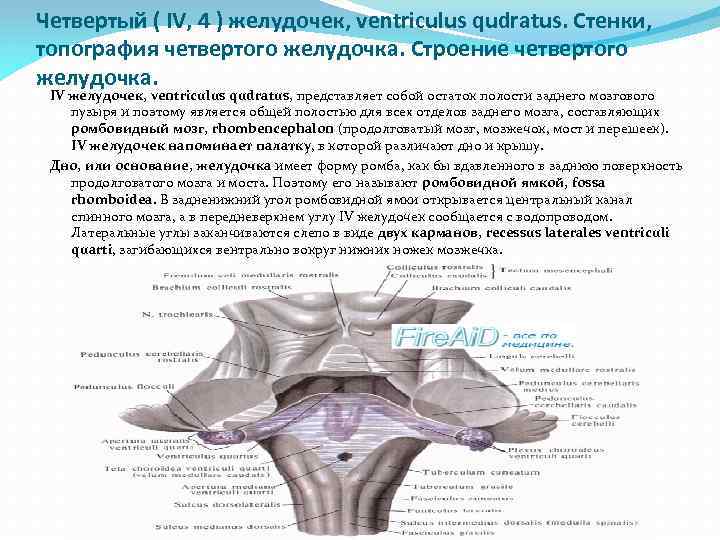 Четвертый ( IV, 4 ) желудочек, ventriculus qudratus. Стенки, топография четвертого желудочка. Строение четвертого