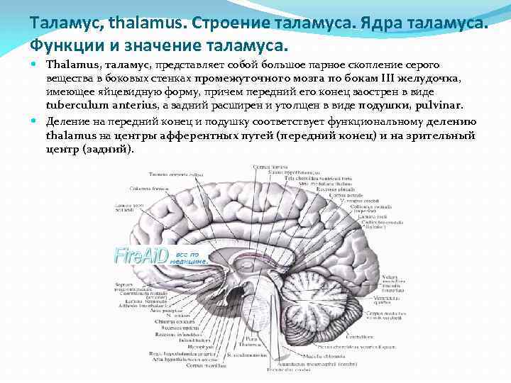 Таламус, thalamus. Строение таламуса. Ядра таламуса. Функции и значение таламуса. Thalamus, таламус, представляет собой