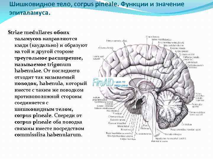 Шишковидное тело, corpus pineale. Функции и значение эпиталамуса. Striae medullares обоих таламусов направляются кзади