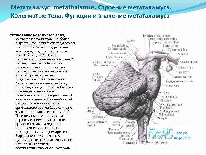 Метаталамус, metathalamus. Строение метаталамуса. Коленчатые тела. Функции и значение метаталамуса Медиальное коленчатое тело, меньшее