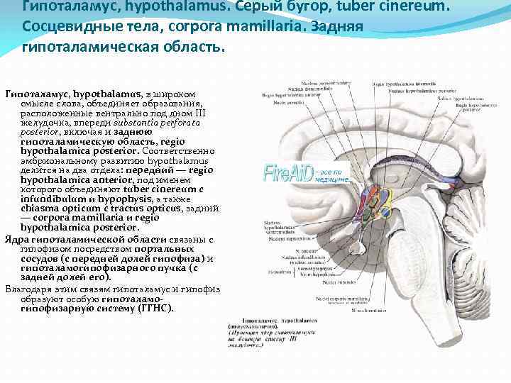 Гипоталамус, hypothalamus. Серый бугор, tuber cinereum. Сосцевидные тела, corpora mamillaria. Задняя гипоталамическая область. Гипоталамус,