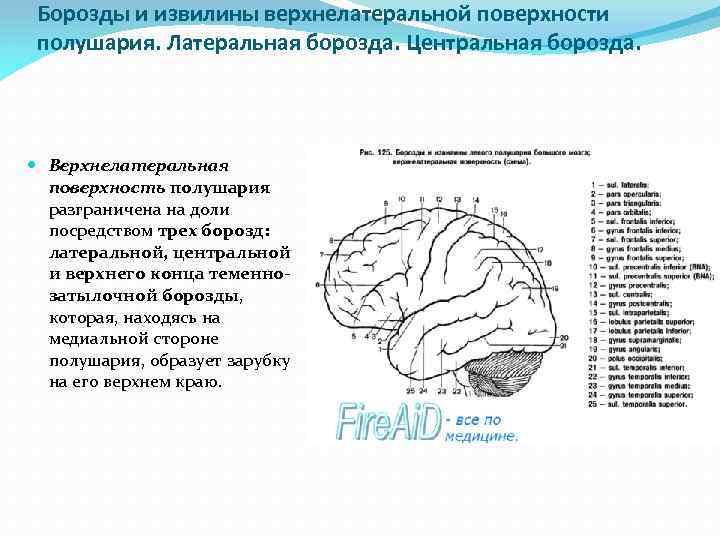 Борозды и извилины верхнелатеральной поверхности полушария. Латеральная борозда. Центральная борозда. Верхнелатеральная поверхность полушария разграничена