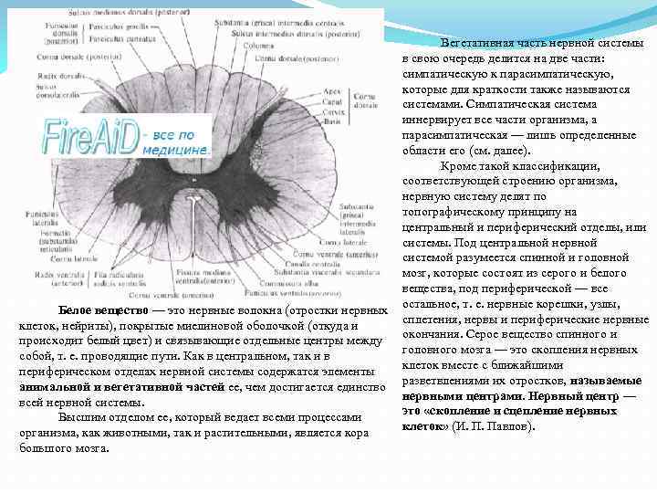 Белое вещество — это нервные волокна (отростки нервных клеток, нейриты), покрытые миелиновой оболочкой (откуда