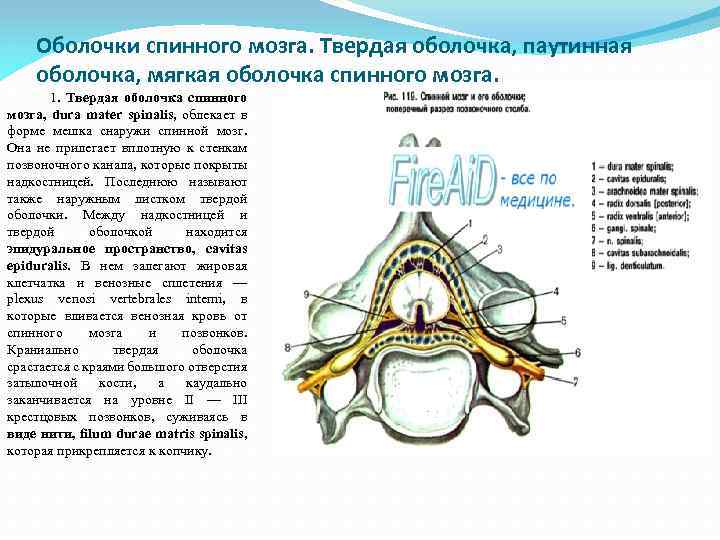 Оболочки спинного мозга. Твердая оболочка, паутинная оболочка, мягкая оболочка спинного мозга. 1. Твердая оболочка
