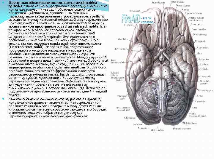  Паутинная оболочка спинного мозга, arachnoidea spinalis, в виде тонкого прозрачного бессосудистого листка прилегает