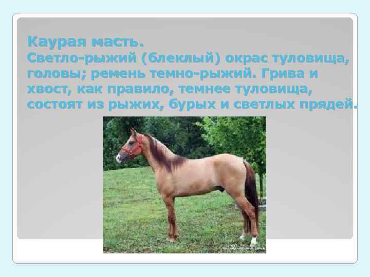 Каурая масть. Светло-рыжий (блеклый) окрас туловища, головы; ремень темно-рыжий. Грива и хвост, как правило,
