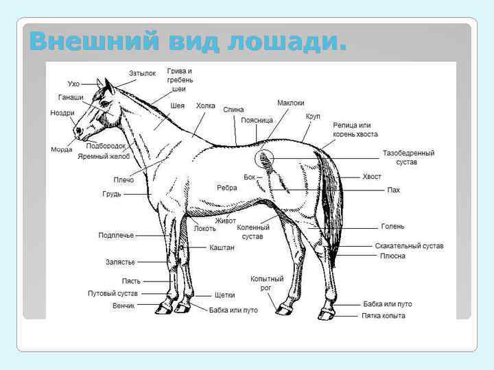 Внешний вид лошади. 