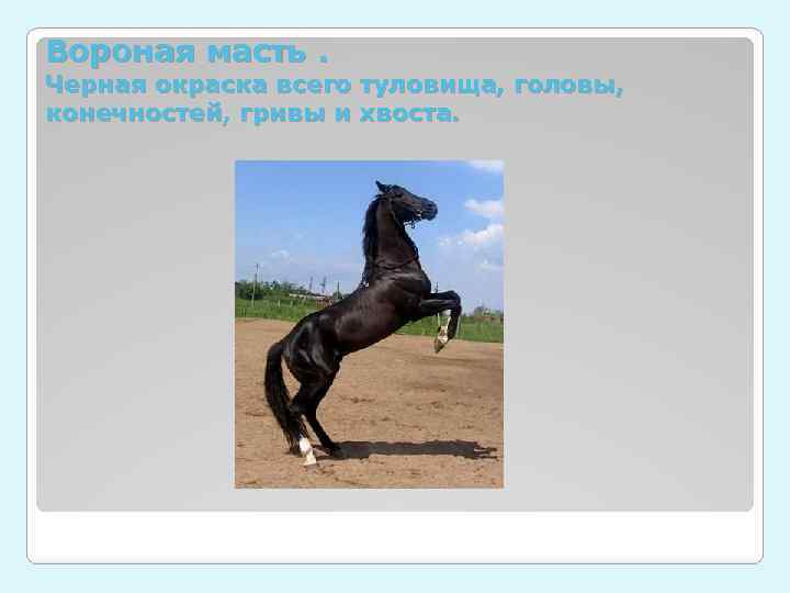 Вороная масть. Черная окраска всего туловища, головы, конечностей, гривы и хвоста. 