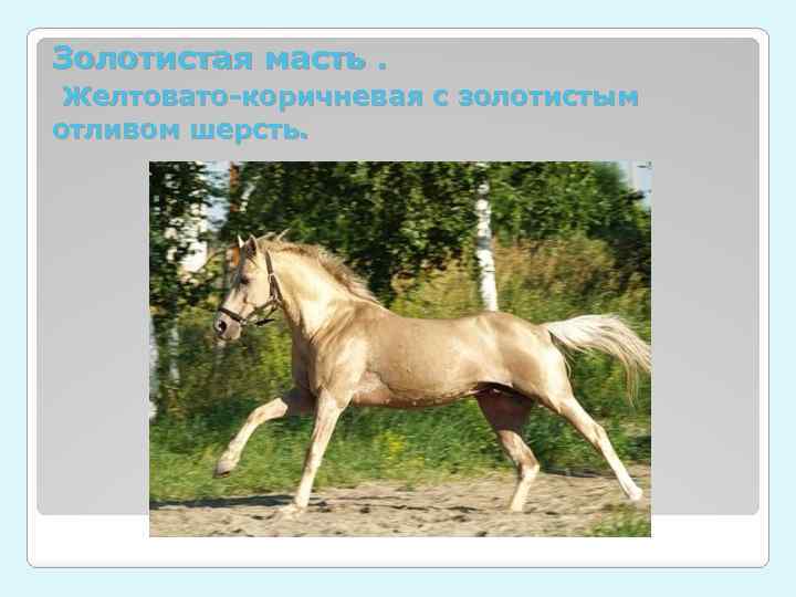 Золотистая масть. Желтовато-коричневая с золотистым отливом шерсть. 