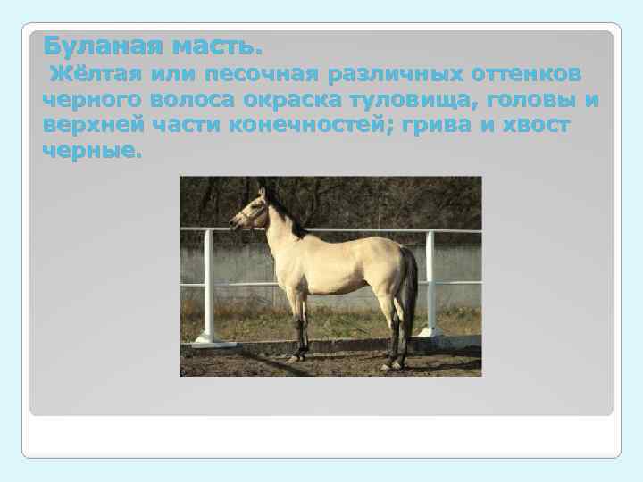 Буланая масть. Жёлтая или песочная различных оттенков черного волоса окраска туловища, головы и верхней