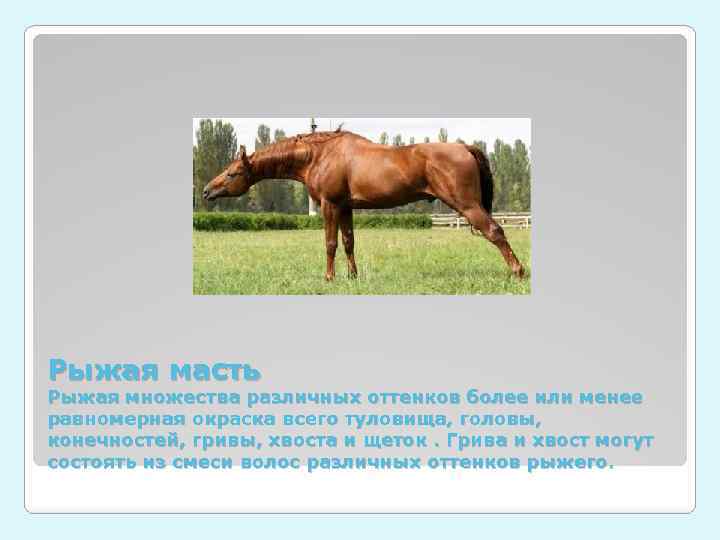 Рыжая масть Рыжая множества различных оттенков более или менее равномерная окраска всего туловища, головы,