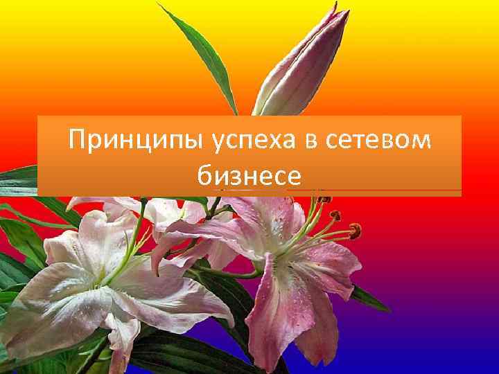 Принципы успеха в сетевом бизнесе 