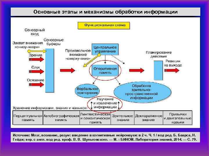 Основные этапы и механизмы обработки информации Источник: Мозг, познание, разум: введение в когнитивные нейронауки: