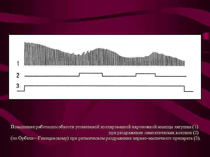 Повышение работоспособности утомленной изолированной икроножной мышцы лягушки (1) при раздражении симпатических волокон (2) (по