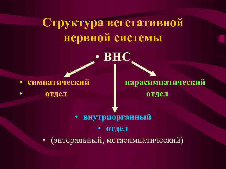 Структура вегетативной нервной системы • ВНС • симпатический • отдел парасимпатический отдел • внутриорганный