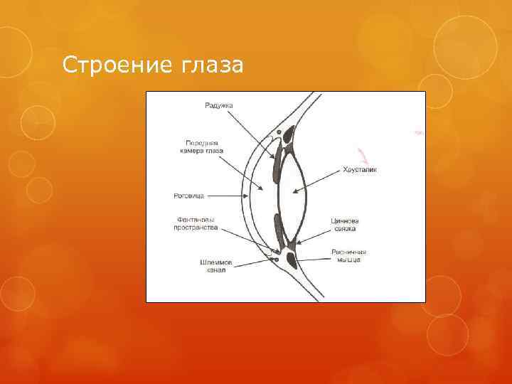 Строение глаза 