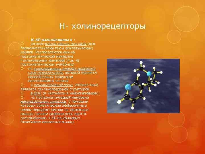 Н- холинорецепторы Н-ХР расположены в : во всех вегетативных ганглиях (как парасимпатически так и