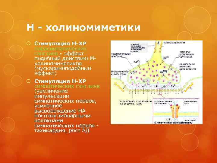 Н - холиномиметики Стимуляция Н-ХР парасимпатических ганглиев - эффект подобный действию Мхолиномиметиков (мускариноподобный эффект)