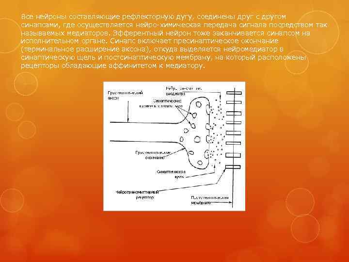 Все нейроны составляющие рефлекторную дугу, соединены друг с другом синапсами, где осуществляется нейро-химическая передача