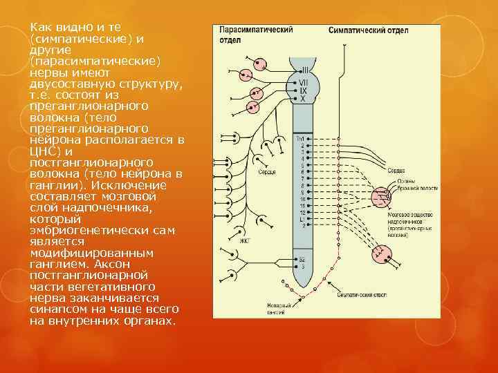 Как видно и те (симпатические) и другие (парасимпатические) нервы имеют двусоставную структуру, т. е.