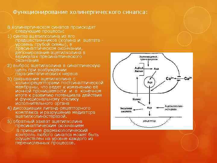 Функционирование холинергического синапса: В холинергическом синапсе происходят следующие процессы: 1) синтез ацетилхолина из его