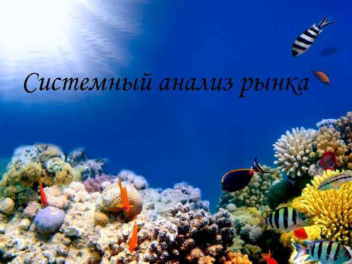 Системный анализ рынка 