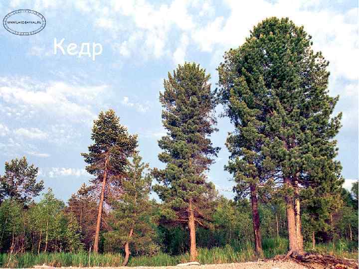 Кедр 