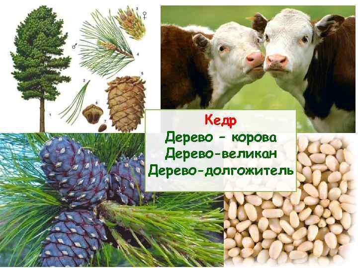 Кедр Дерево – корова Дерево-великан Дерево-долгожитель 