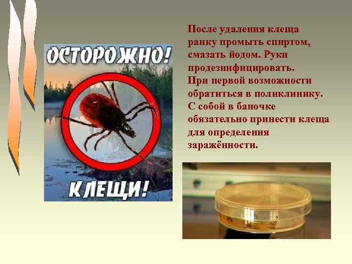 После удаления клеща ранку промыть спиртом, смазать йодом. Руки продезинфицировать. При первой возможности обратиться