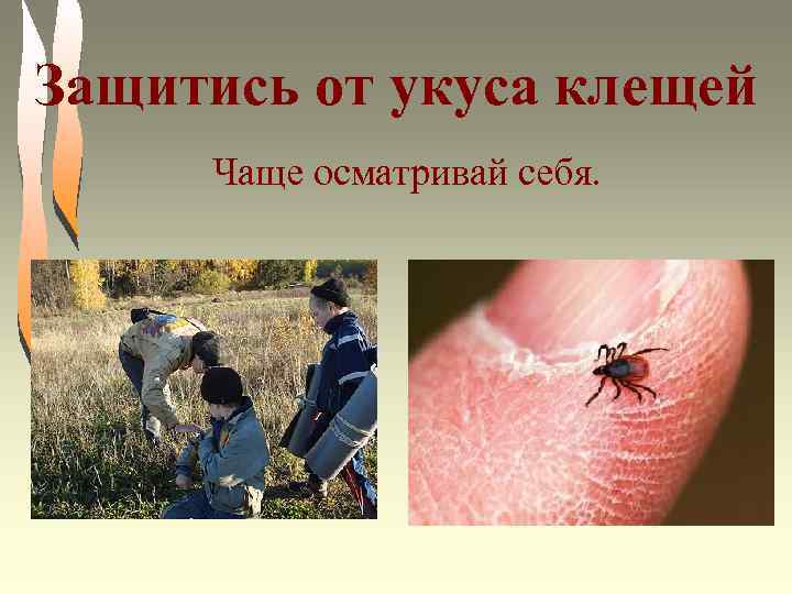 Защитись от укуса клещей Чаще осматривай себя. 