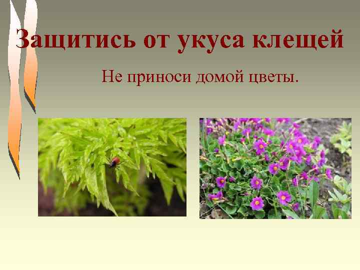 Защитись от укуса клещей Не приноси домой цветы. 