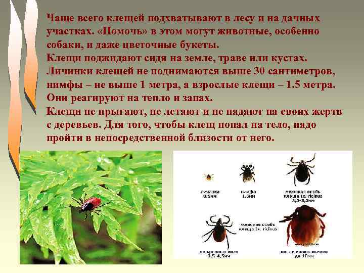 Чаще всего клещей подхватывают в лесу и на дачных участках. «Помочь» в этом могут