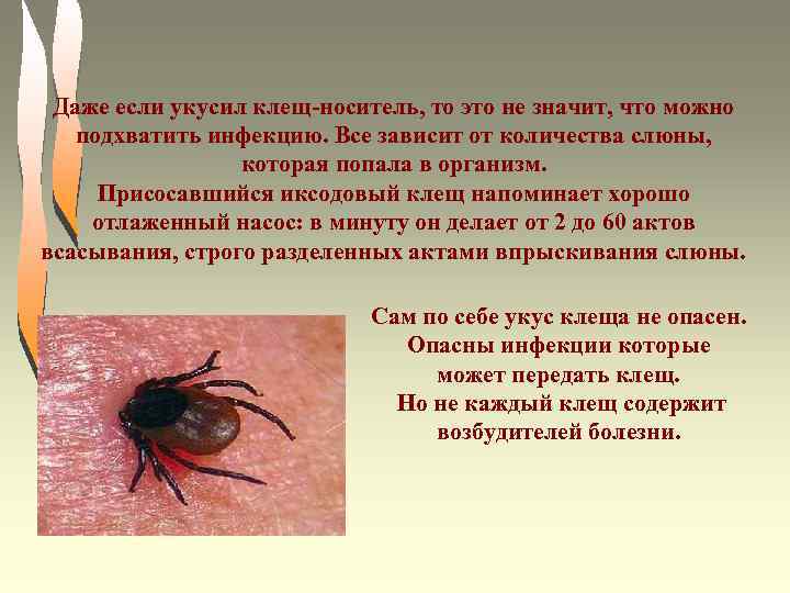 Даже если укусил клещ-носитель, то это не значит, что можно подхватить инфекцию. Все зависит