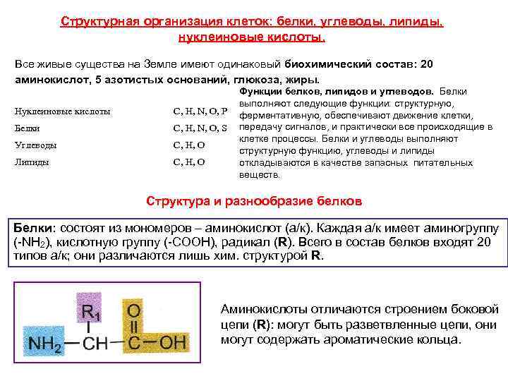 Структурная организация клеток: белки, углеводы, липиды, нуклеиновые кислоты. Все живые существа на Земле имеют